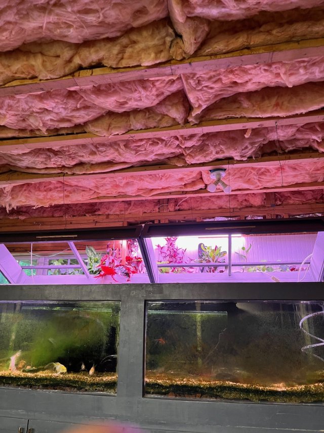 Plants above the Akron.jpg