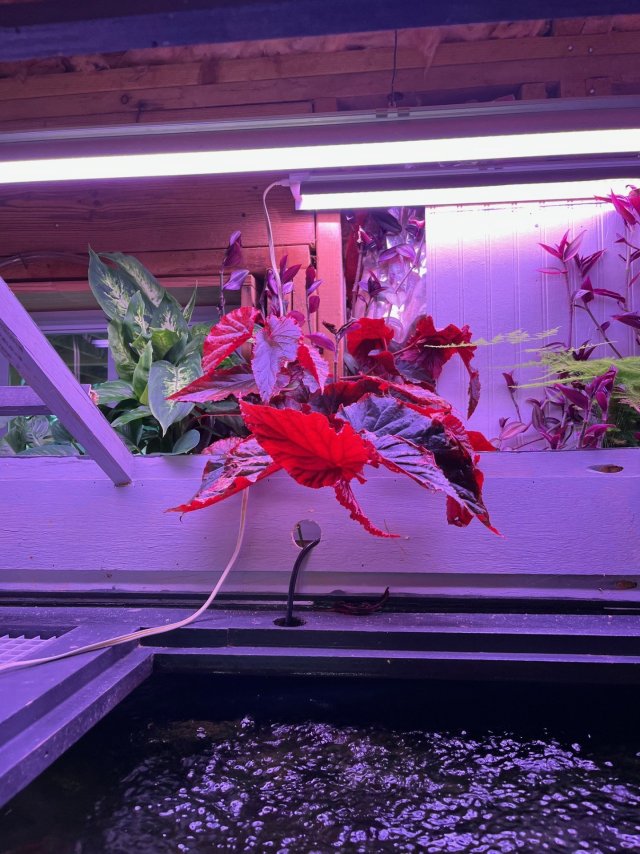 Plant Life from tank water.jpg