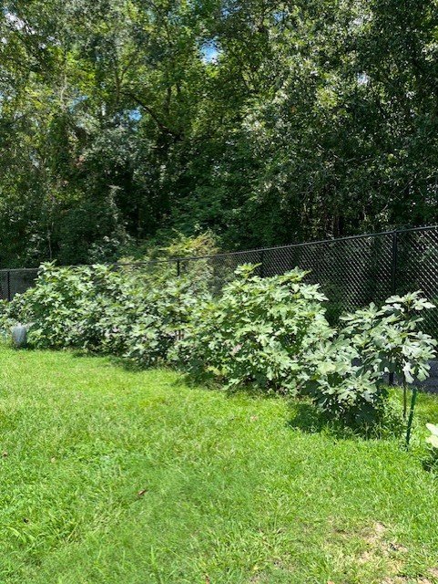 pic 12, fig bushes.jpg