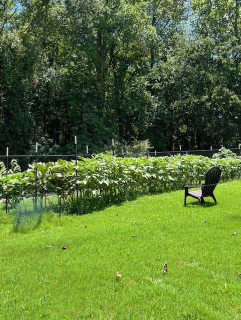 july 28 pic eleven okra bed.jpg
