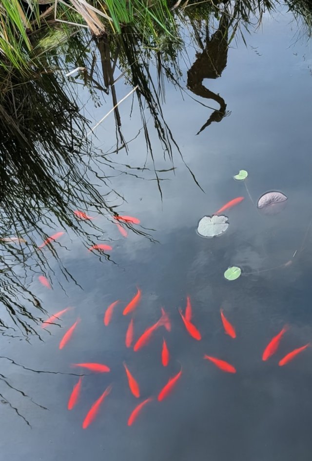 pond goldies.jpg