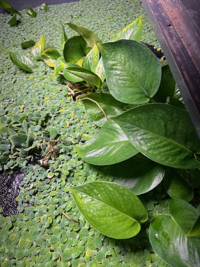 Pothos on the surface.jpg