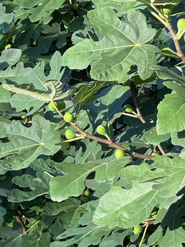 figs are loaded.jpg