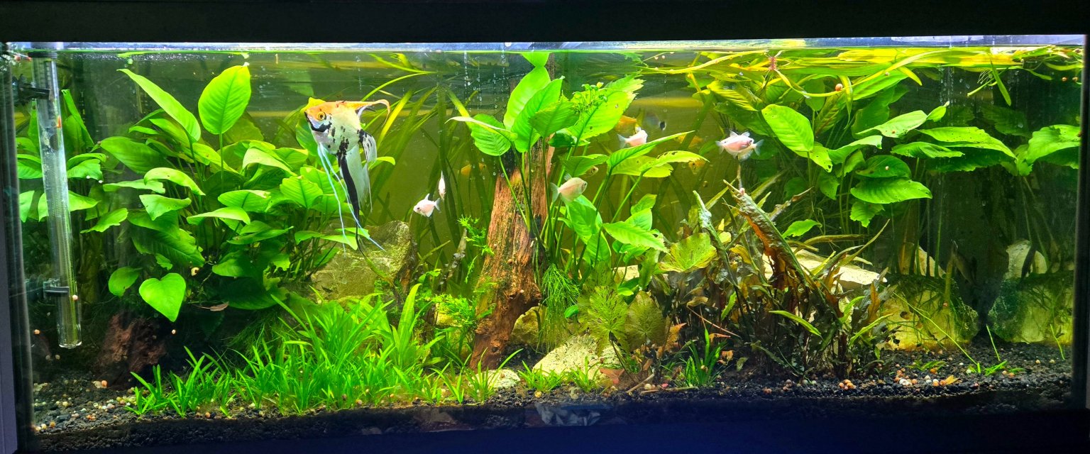 planted tank.jpg