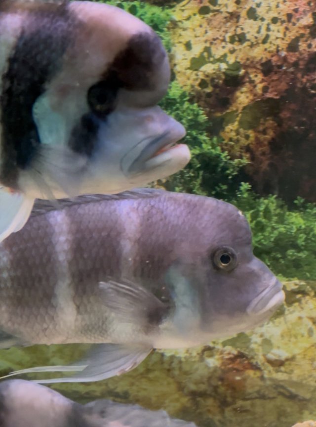 Holding Pair.jpg