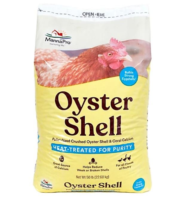 oyster shell.JPG