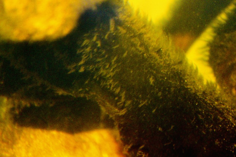 IMG_5367.jpeg