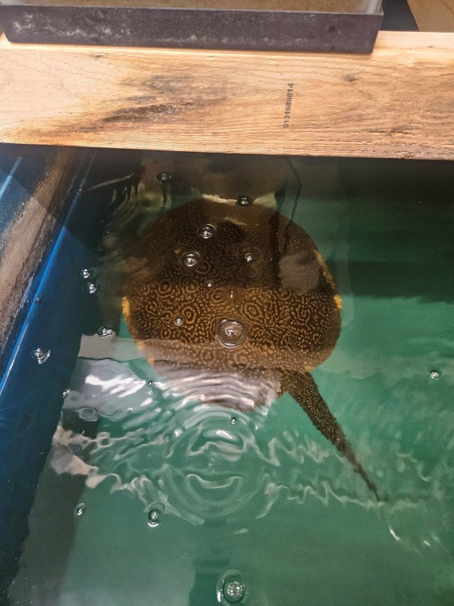 ray4.jpg ray4.jpg