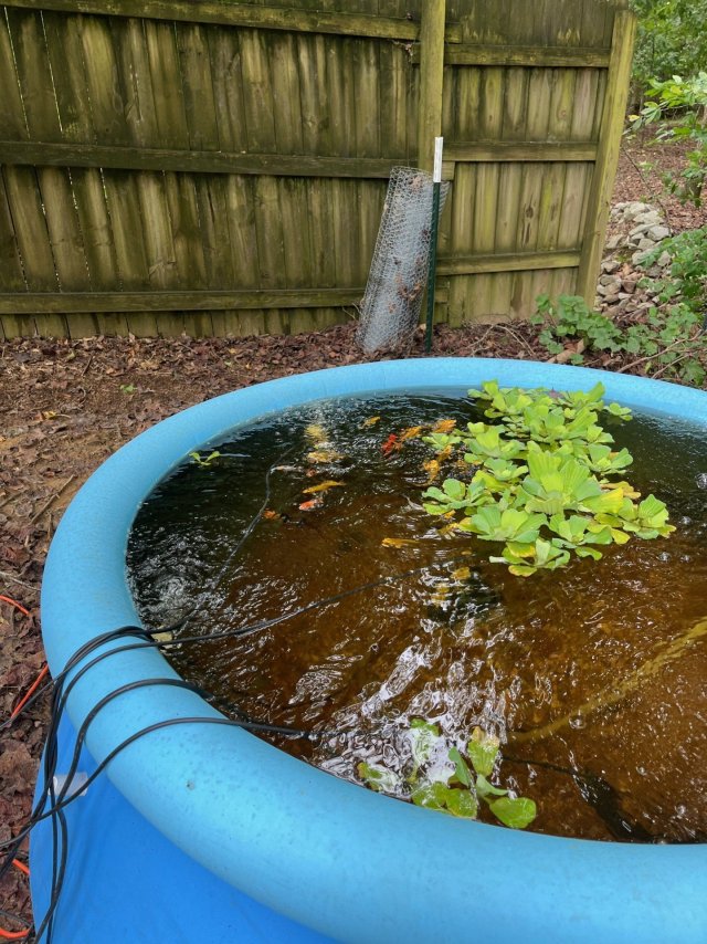 juvenile koi in pool pond.jpg