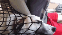 Safety.gif