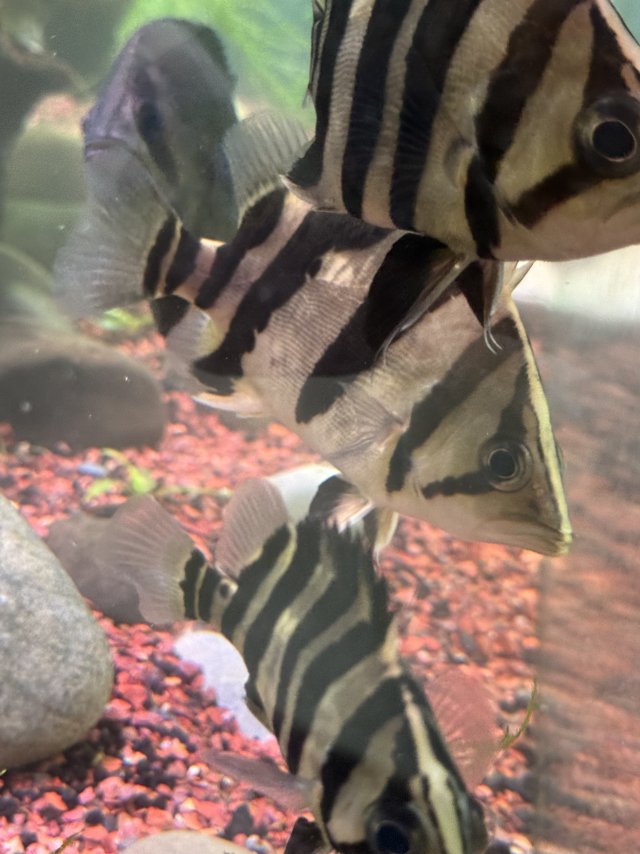 IMG_1036.jpeg