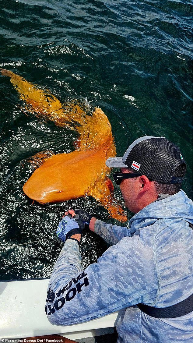 Orange shark.jpeg