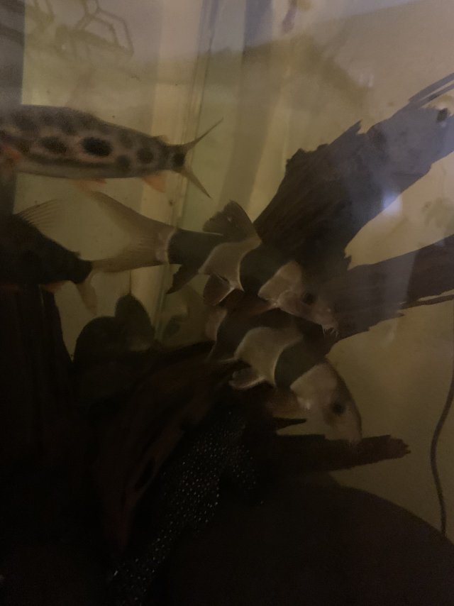 IMG_5083.jpeg IMG_5083.jpeg