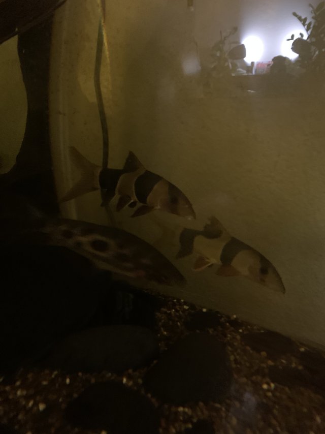 IMG_5085.jpeg IMG_5085.jpeg