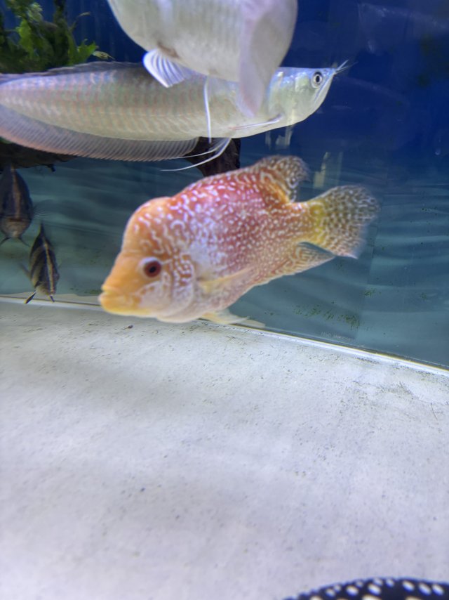 IMG_8015.jpeg