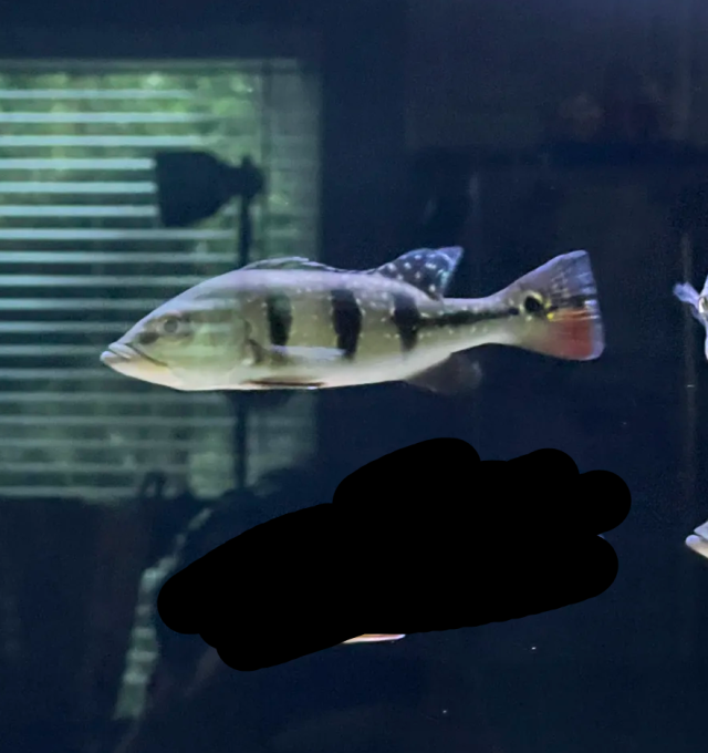 kelberi.png