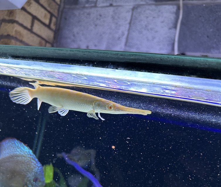 SMALL ALBINO GAR 1.jpeg SMALL ALBINO GAR 1.jpeg
