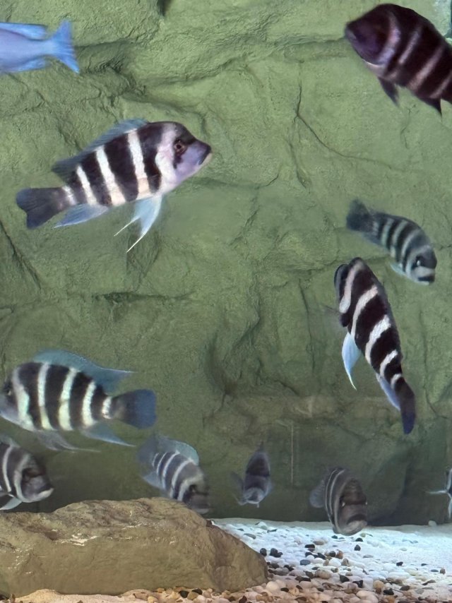 2-750gal 2025-09-18  (1).jpeg