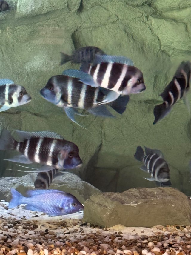 6-750gal 2025-09-18  (14).jpeg