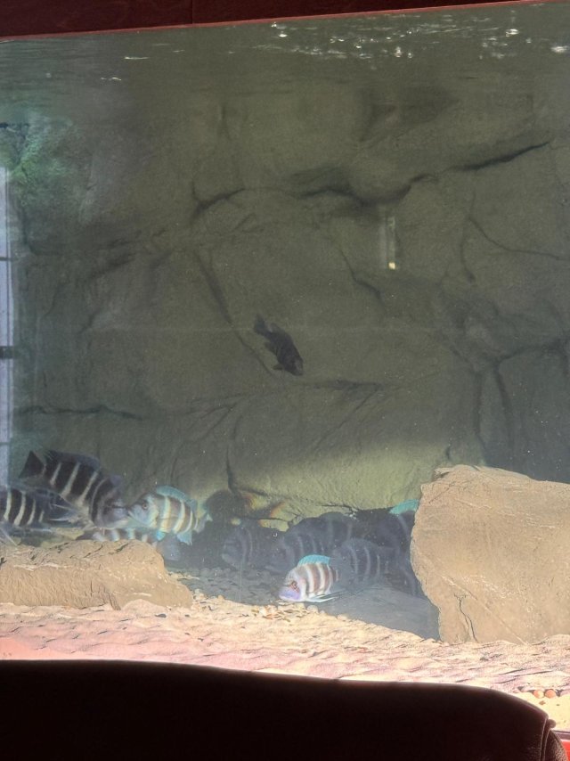 750gal 2025-09-21 9  (2).jpeg