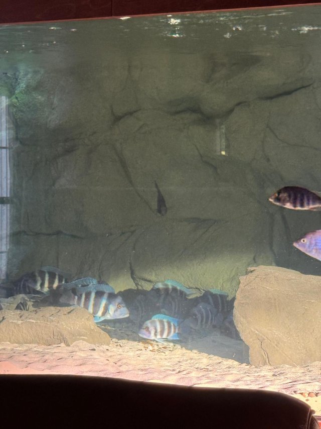 750gal 2025-09-21 9  (4).jpeg