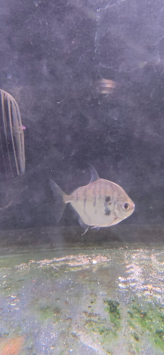 Tiger Silver Dollar.jpg