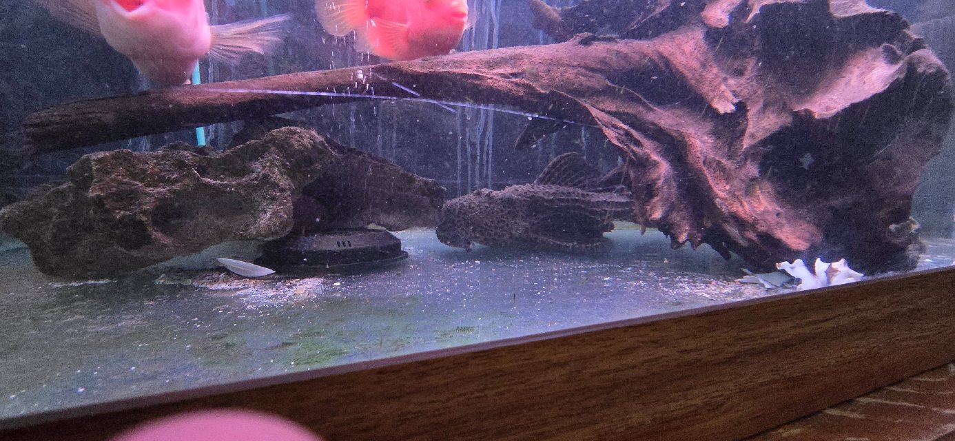 COFFEE AND CREAM CACTUS PLECO L96.jpg