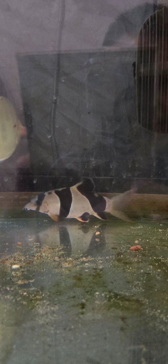 Clown Loach.jpg