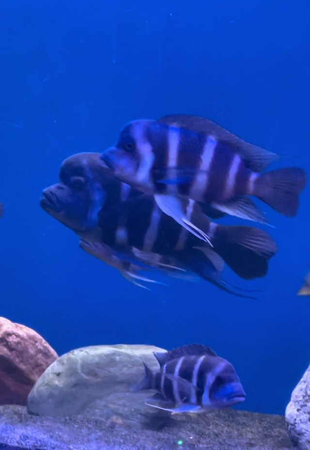 IMG_6159.jpeg