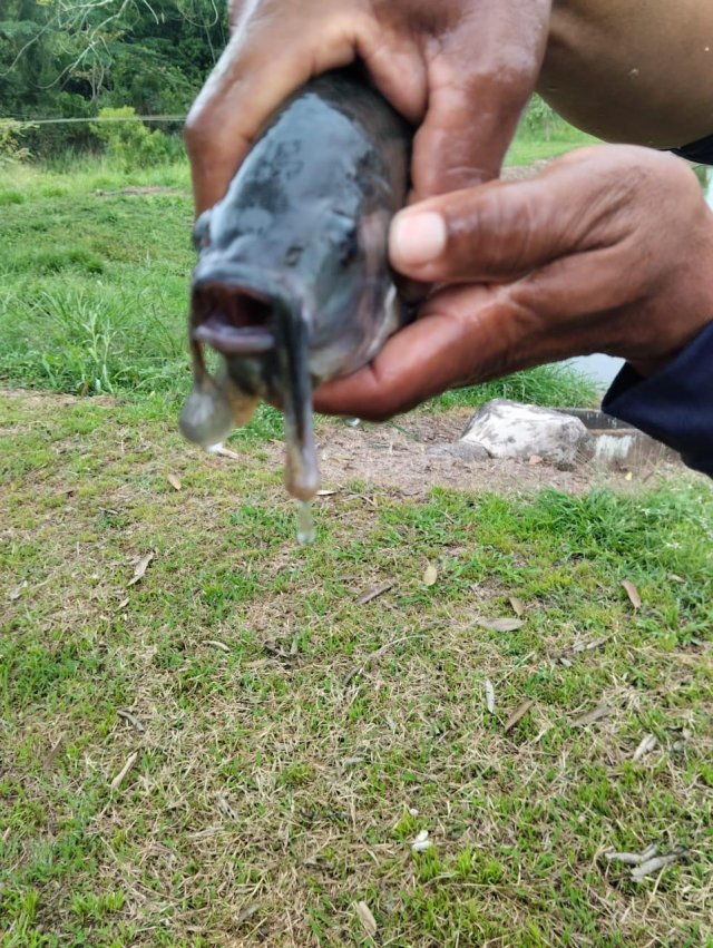 nile tilapia hyperplasia 1.jpg nile tilapia hyperplasia 1.jpg