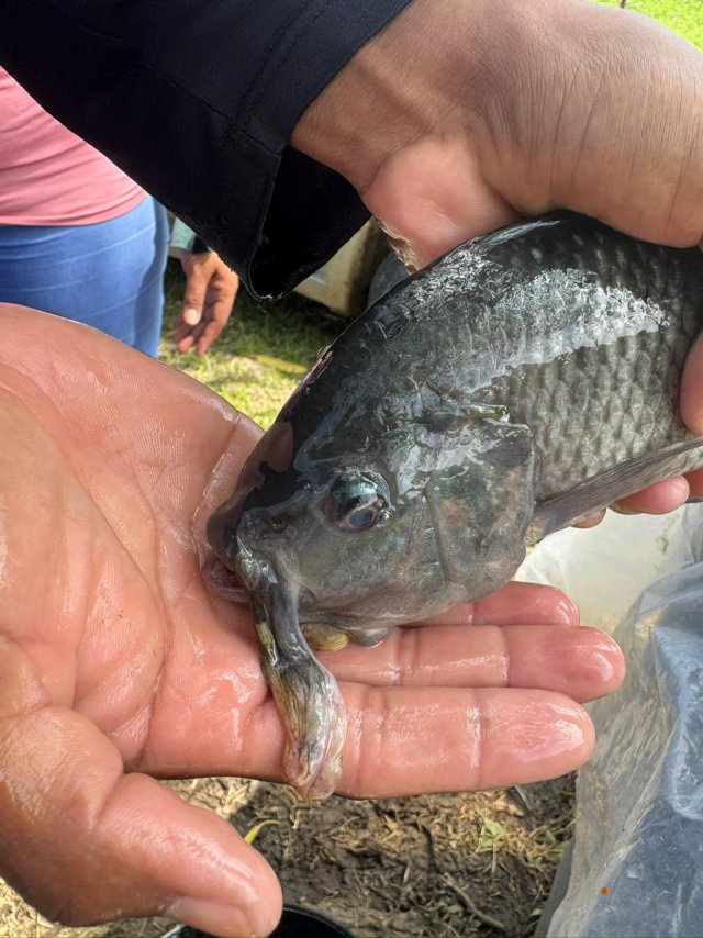 nile tilapia hyperplasia 2.jpg nile tilapia hyperplasia 2.jpg