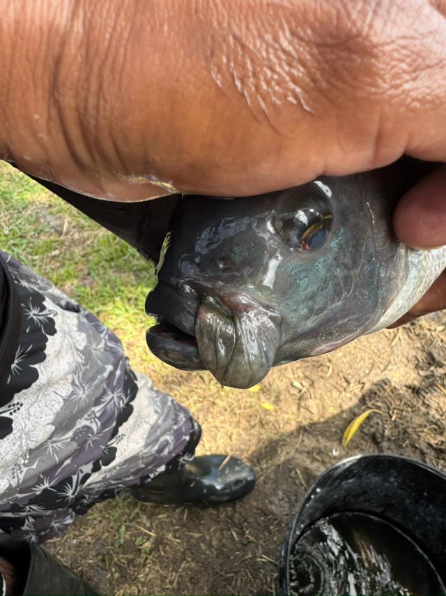 nile tilapia hyperplasia 4.jpg nile tilapia hyperplasia 4.jpg