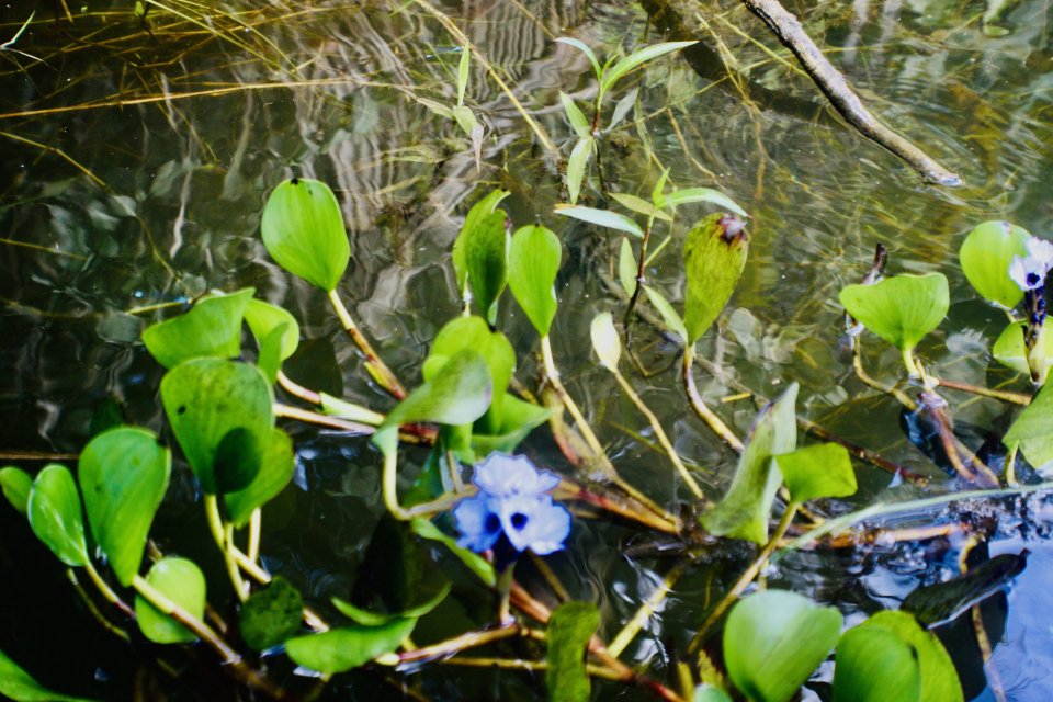 IMG_1983.jpeg