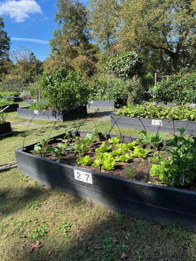 A Fall planted garden.jpg