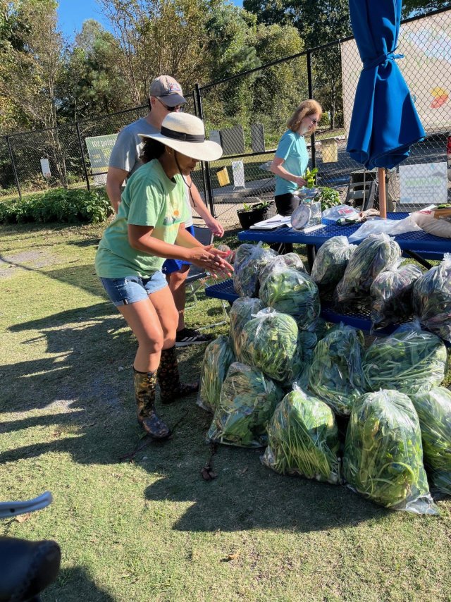 Recent Harvest.jpg
