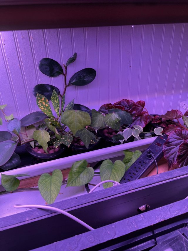 Houseplants in a gutter.jpg