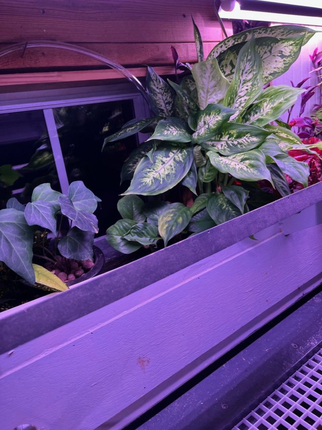 Tank Water fed plants.jpg