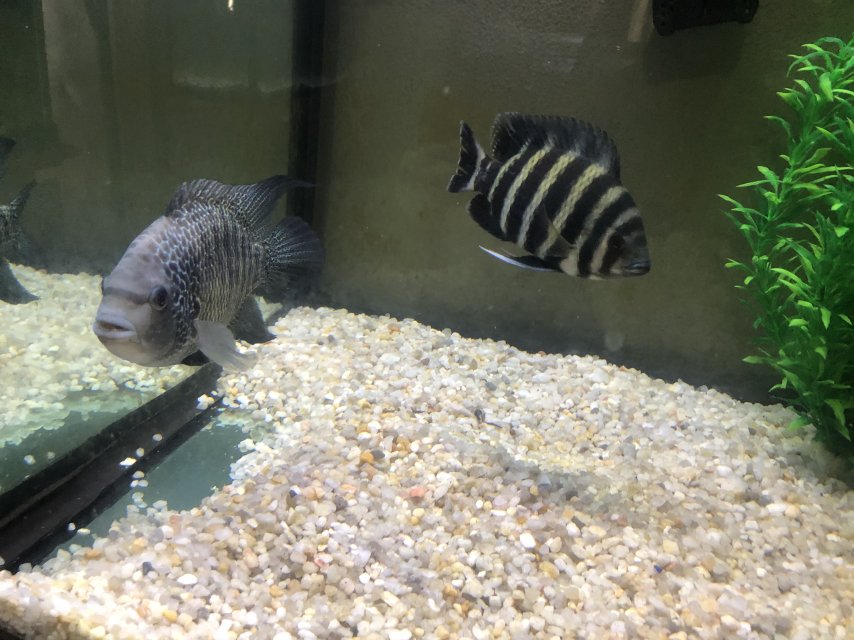 IMG_0897.jpeg IMG_0897.jpeg