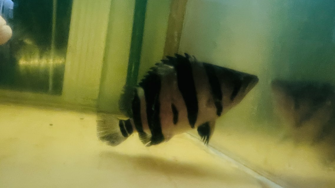 IMG_6204.jpeg IMG_6204.jpeg