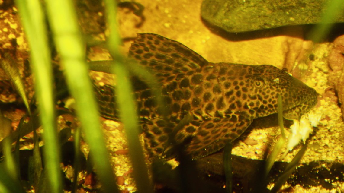 IMG_4463.jpeg IMG_4463.jpeg