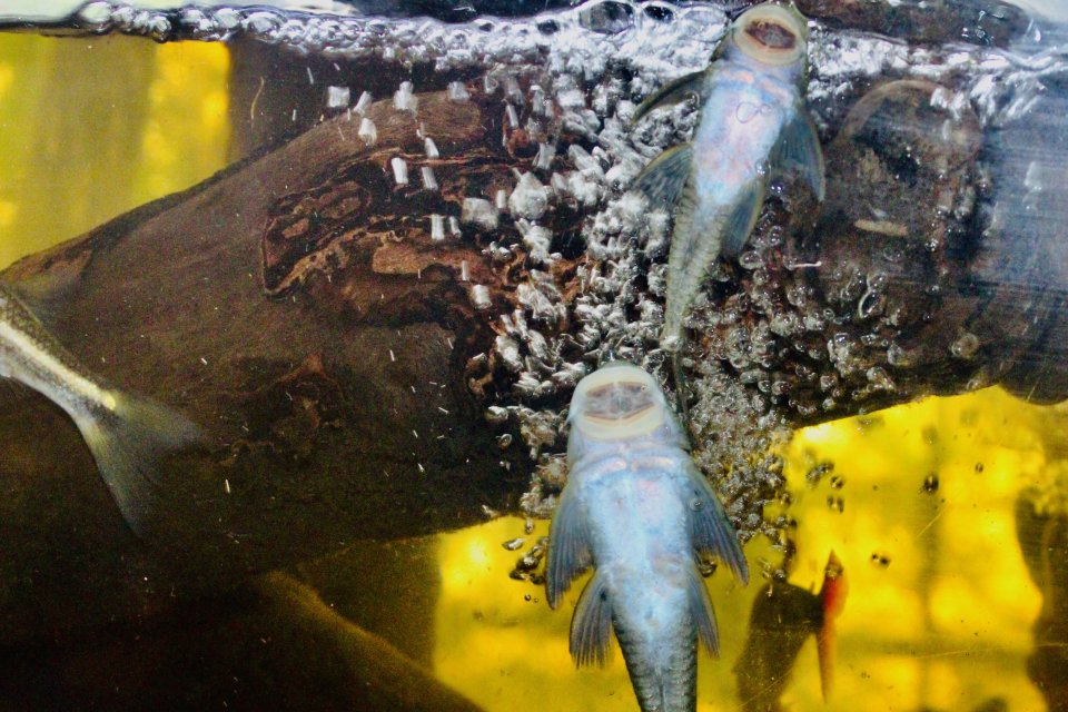 IMG_8720.jpeg IMG_8720.jpeg