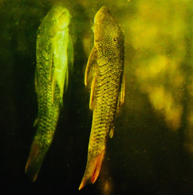 IMG_5309.jpeg IMG_5309.jpeg