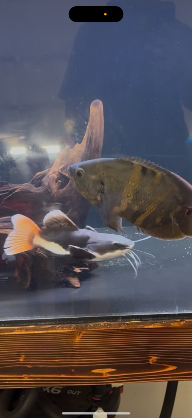 IMG_1555.png IMG_1555.png