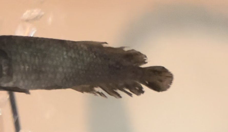 8A0505DE-B92D-42A6-AED7-32D35B82537F.jpeg 8A0505DE-B92D-42A6-AED7-32D35B82537F.jpeg