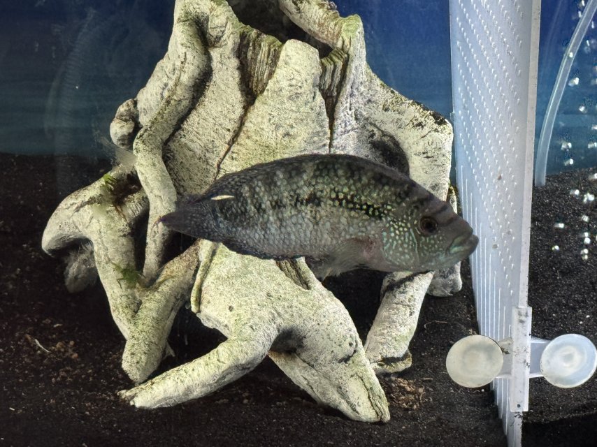 IMG_9011.jpeg IMG_9011.jpeg