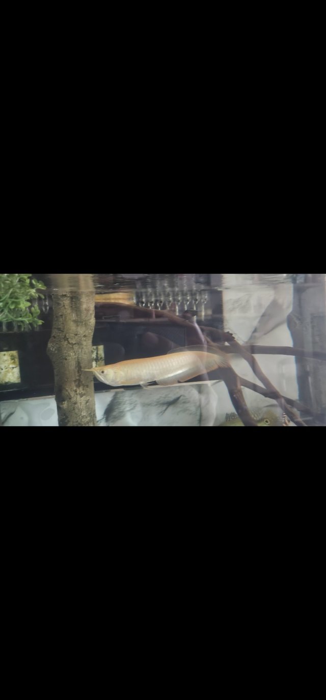 Screenshot_20251029_195740_Gallery.jpg Screenshot_20251029_195740_Gallery.jpg