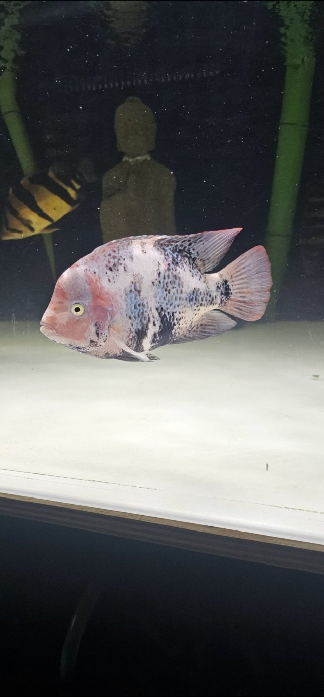 Screenshot_20251029_195749_Gallery.jpg Screenshot_20251029_195749_Gallery.jpg