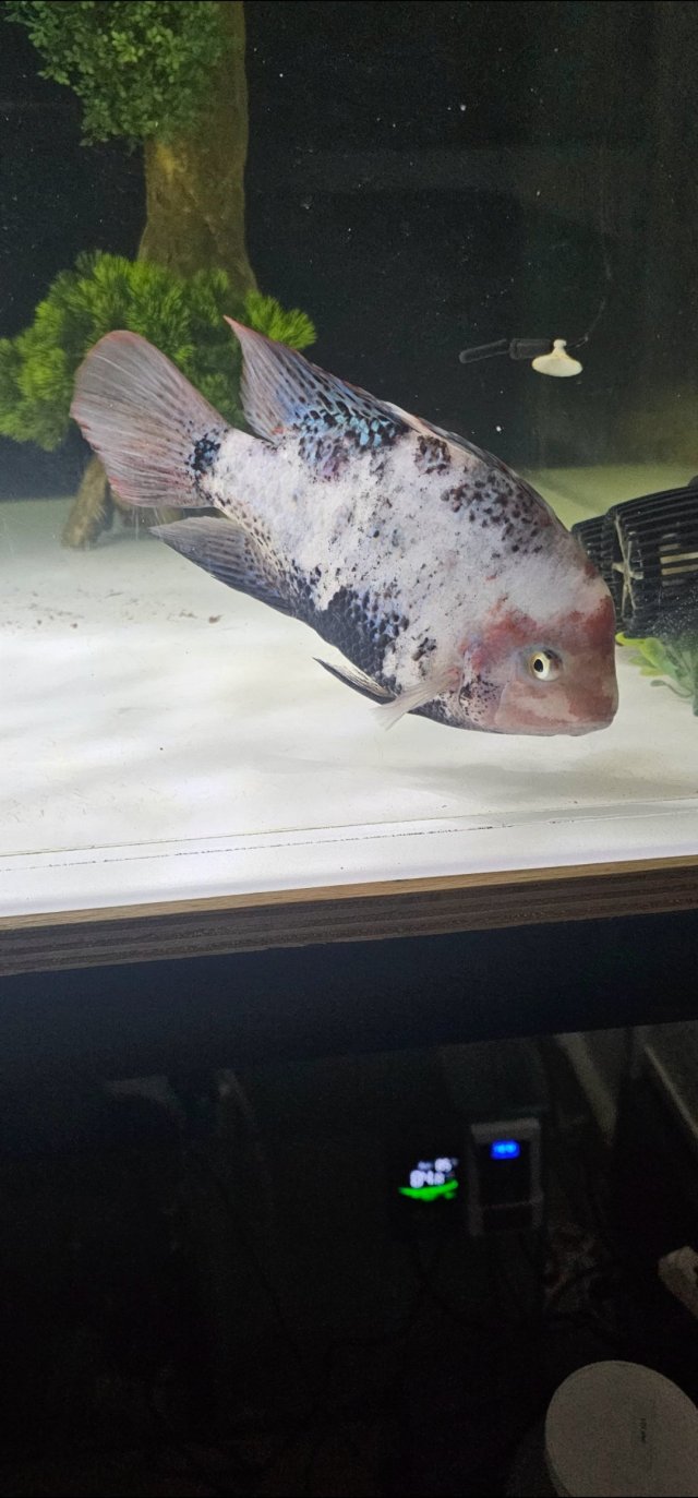 Screenshot_20251029_195755_Gallery.jpg Screenshot_20251029_195755_Gallery.jpg