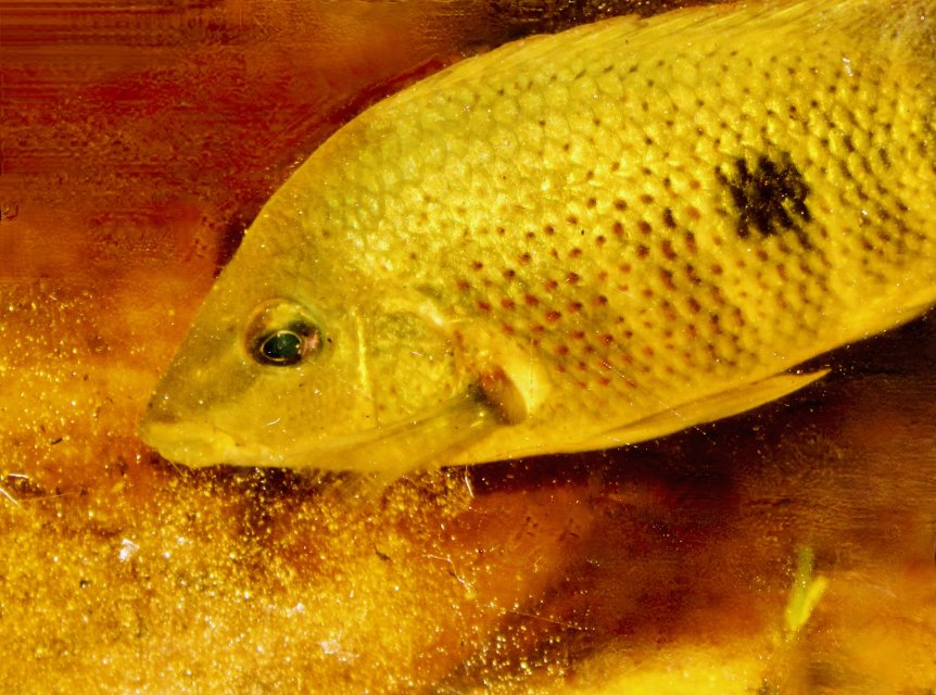 IMG_1199.jpeg IMG_1199.jpeg