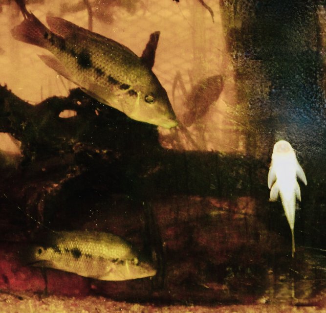 IMG_8146.jpeg IMG_8146.jpeg